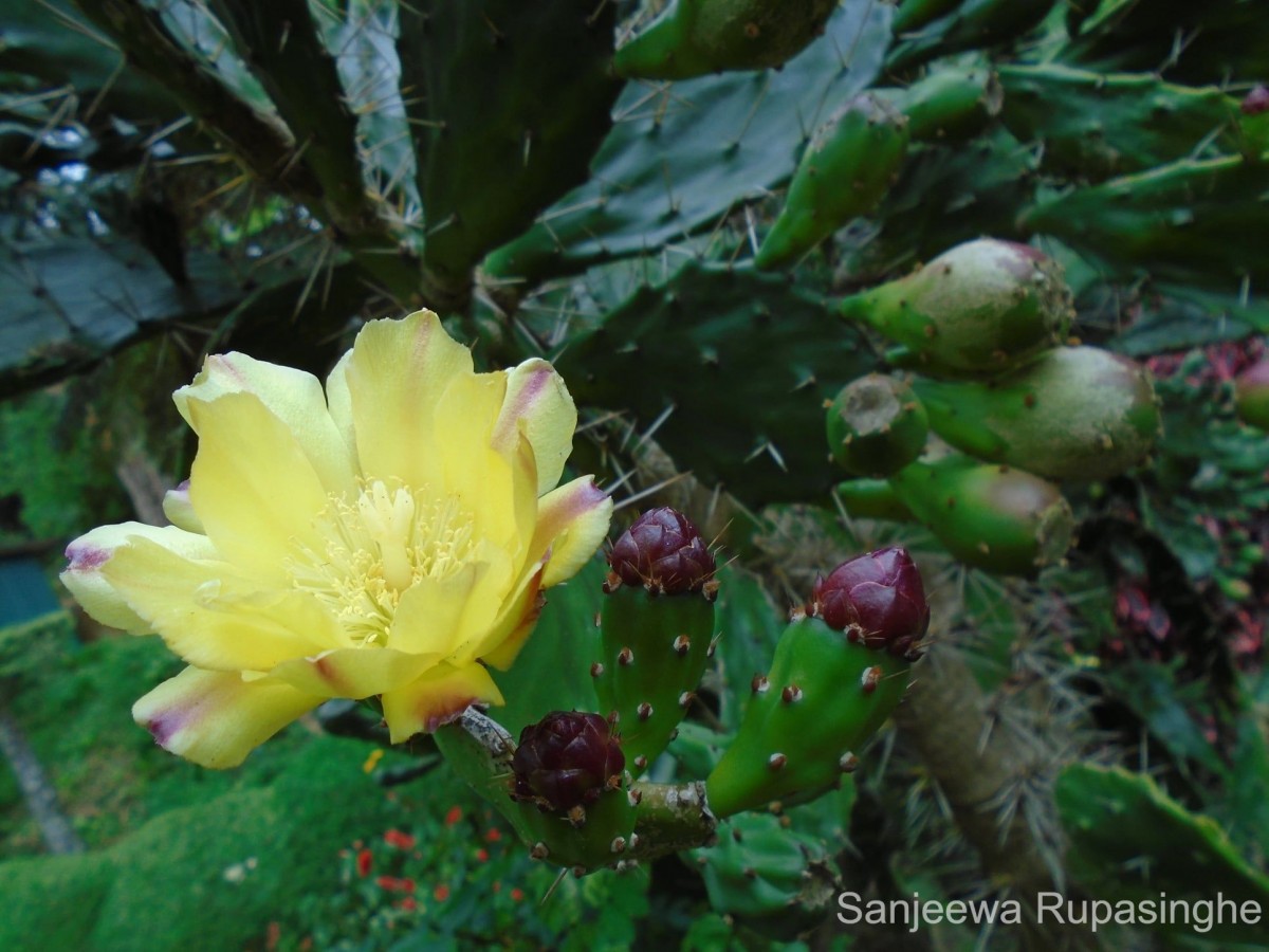 Opuntia monacantha Haw.